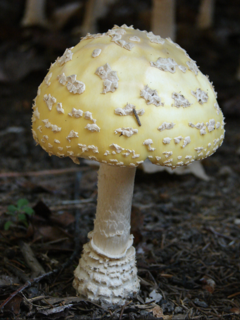 Highly Toxic Amanita Mushroom
